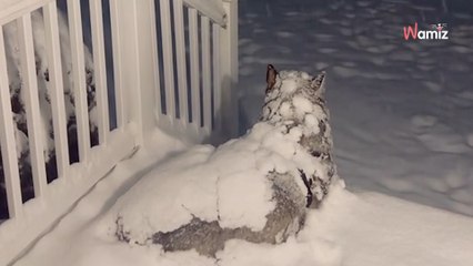 Owner shares video of Malamute relaxing in snow to prove not all dogs are the same