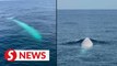 Rare white whale spotted off the coast of Thailand