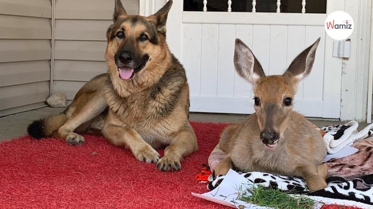 Schäferhündin nähert sich Rehkitz: Was folgt, gibt es sonst nur im Märchen!