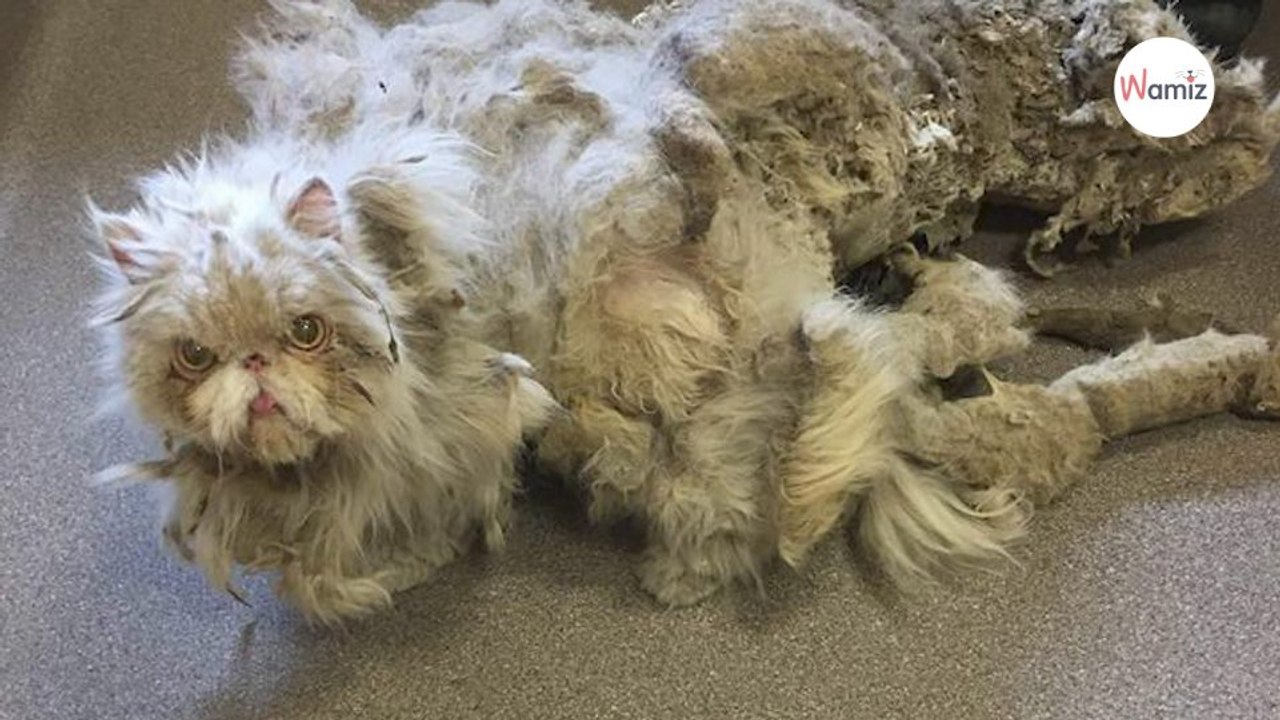 Als eine Kreatur in seinen Keller huscht, packt ihn die Angst (Video)