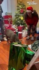Adorable Dog's Christmas Joy!  || Best of Internet