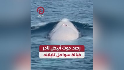 رصد حوت أبيض نادر قبالة سواحل تايلاند