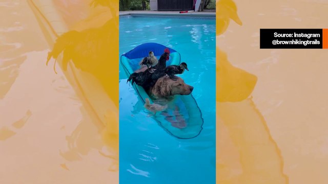 Hulvaton video: koira avaa kanalan oven ja vie kaikki uima-altaalle