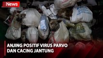 Akan Dikirim ke Rumah Jagal, Ratusan Anjing Dikembalikan ke Penampungan Hewan