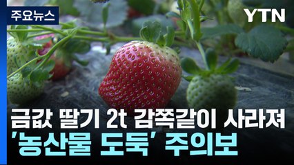 금값 딸기 2t 감쪽같이 사라져...'농산물 도둑' 주의보 / YTN