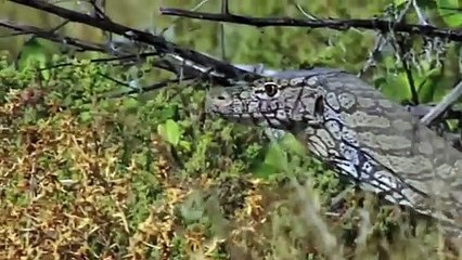 Leopard vs Monitor Lizard Real Fight | Hungry Leopard Hunt Lizard But Fail | Most Amazing Attack