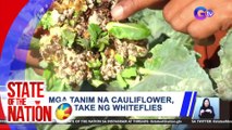 Mga tanim na cauliflower, inatake ng whiteflies | SONA