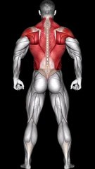 Lat Workout at Gym #latsworkout  #gymtraining  #backday  #fitnessmotivation  #shorts #shortvideo