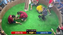 เทปไก่ชน เพชรกำไร vs มันนี่ฟาร์ม ชิง 4,400,000 บาท