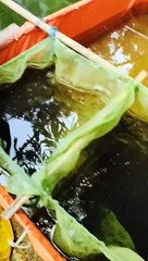 Harusnya LARVA LELE umur 15 hari DISORTIR, jika lebih, begini jadinya❗