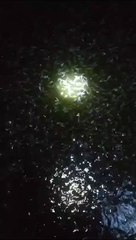 Absen malam, kalian petani lele dari daerah mana❓Mimin dari Purwakarta Istimewa