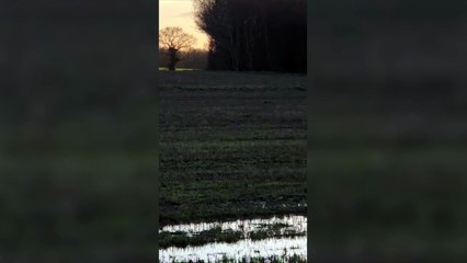 Mysterious Big Cat Spotted on Camera in Cheshire 🐾