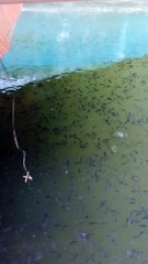 Begini jadinya jika larva lele 20 hari tidak disortir