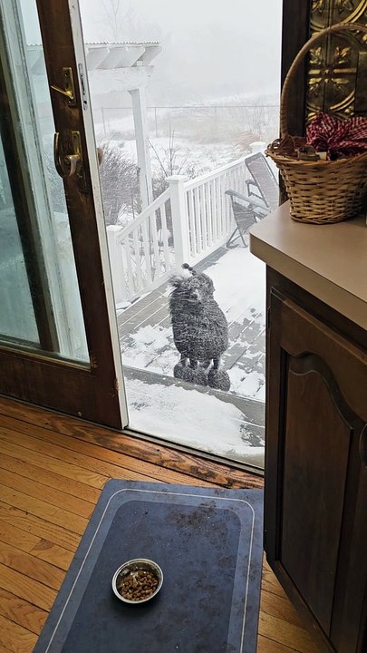 Mimic's Snow Day