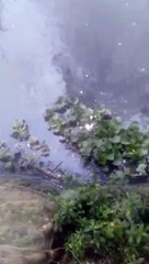 Pemberian pakan alternatif IKAN LAUT harus di ikat dan digantung seperti ini