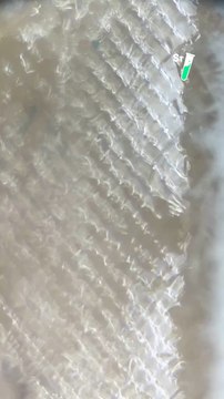 Devine ce qu’on te montre au microscope ! Un petit indice : ça peut te soigner dis nous dans les commentaires ce que tu penses que c’est !