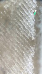 Devine ce qu’on te montre au microscope !   Un petit indice : ça peut te soigner  dis nous dans les commentaires ce que tu penses que c’est !