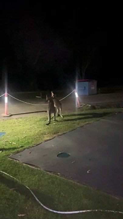 Kangaroo Tussle Turns Into Family Entertainment in Australia