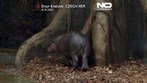 No Comment | Un bebé hipopótamo, la nueva atracción de un zoo en República Checa