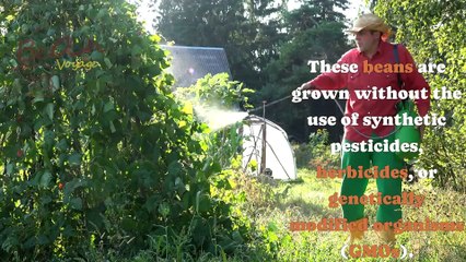 How to Choose: Organic vs. Non-Organic Coffee