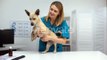 Smiling Vet Doctor Stroking Smiling Dog at Veterinary Clinic, Pet Health Checkup, Lifestyle Stock Footage ft. canine & checking - Envato Elements