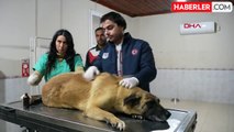 Tarsus'ta kamyonetin çarptığı köpek yaralandı