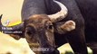 buffalo taken fown nature, animal park nature park, wild bisons wildlifeness #buffalotakendowinsecond #secondhand #secondchanceromance  #wildlife #wildlioness #lionslife #lioncubs #wildlions #biology #nature #shoebill #survivo #toughest  #aligator #