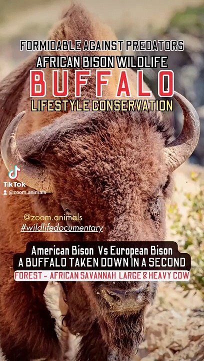 buffalo large heavy cow, animal park nature park, wild bisons wildlifeness #buffalotakendowinsecond #secondhand #secondchanceromance  #wildlife #wildlioness #lionslife #lioncubs #wildlions #biology #nature #shoebill #survivo #toughest  #aligator #