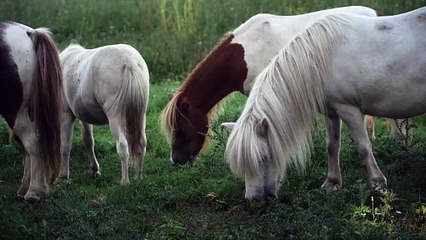 Caballos