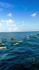 Un Ballet Aquatique Enchanté : Les Dauphins des Maldives S'Élèvent en Beauté