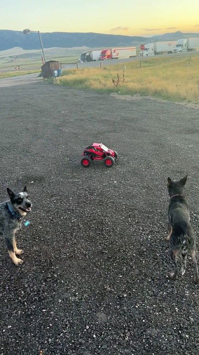 Car Herded By Heelers