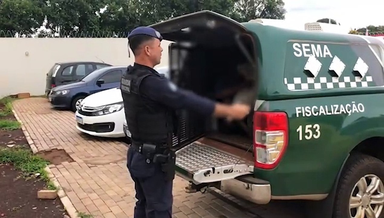 Homem é preso após quebrar vidro de veículo e furtar pertences