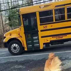 Ce chien porte le sac à dos de cette petite fille tous les jours en sortant du bus !