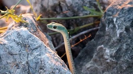 close up of a snake in between the rocks