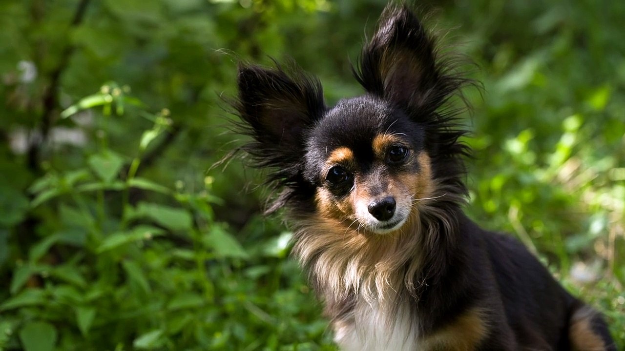 cute dog looking at the camera with curiosity