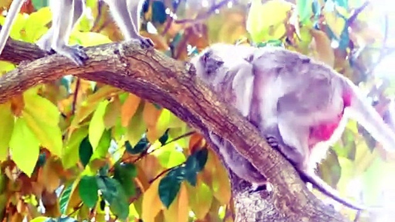 Pitiful baby,,,!, Old mama Arina expressing her pithiness to baby crying (720p_25fps_H264-192kbit_AAC)