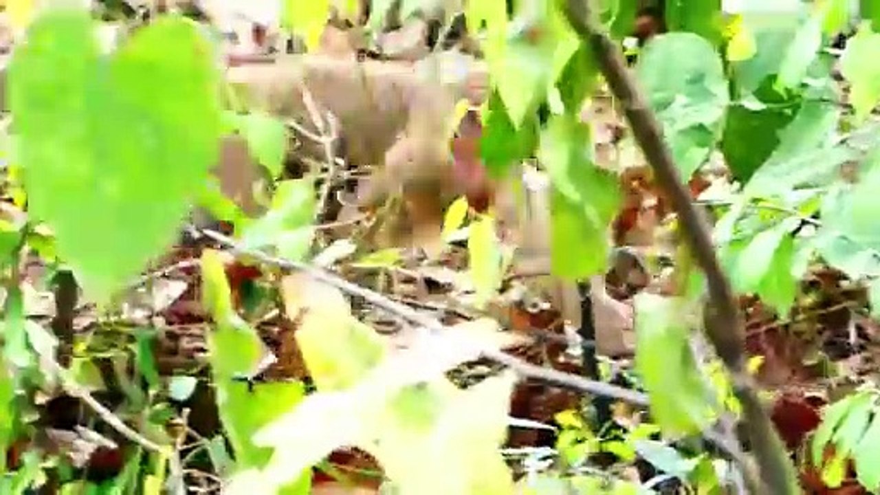 Pitiful To See Little Baby Injured Leg Tries To Escape From Touching (720p_25fps_H264-192kbit_AAC)