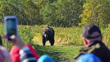 Bear Approaches Woman At Bus Stop, When She Realizes Why, She Decides To Follow Him
