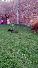 Dachshund Puppy Falls Into Hole