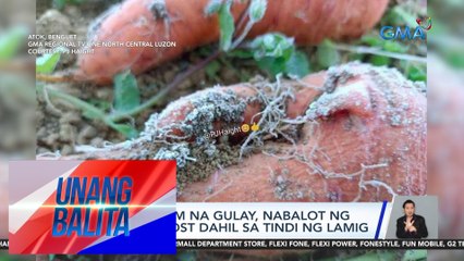 Mga pananim na gulay, nabalot ng andap o frost dahil sa tindi ng lamig | UB