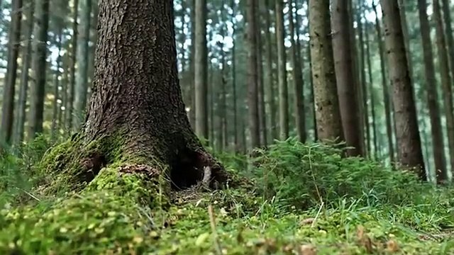 Man Thinks He Saved An Abandoned Kitten, Vet Turns Pale After Examining It