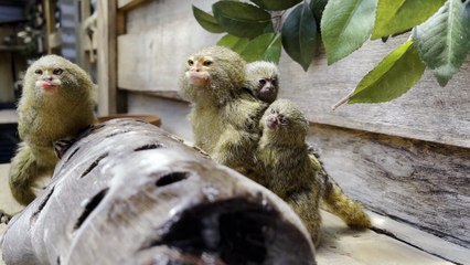 Baby pygmy marmoset twins at Symbio Zoo | January 16, 2024