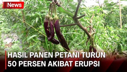 Erupsi Gunung Marapi akibatkan Hasil Panen Petani Turun 50 Persen