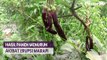 Hasil Panen Petani Sayuran Menurun akibat Erupsi Gunung Marapi