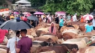 cow video __ guru  __ @MrYoungHussain @cow @cowvideos lBangladeshi Guru__ As