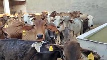 The cattle rearers of the district have suffered the pain of lumpy, the team of animal husbandry department is giving alertness in the villages regarding the control of foot and mouth disease.