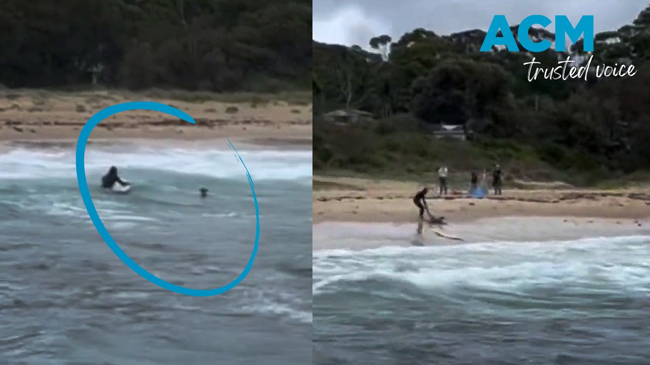 Quick thinking surfer rescues drowning kangaroo