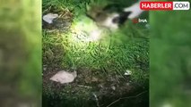 İzmir'de sokaktan kedileri toplayıp, evinde öldürdükten sonra bahçeye atan cani yakalandı