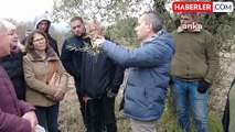 Efes Tarlası Yaşam Köyü'nde Zeytin Ağacı Budama Eğitimi Verildi