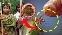 Red Ant Chutney Health Benefits: लाल चींटी की चटनी खाने के फायदे, ओडिशा आदिवासी..| Boldsky